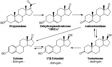 Androgen Synthesis